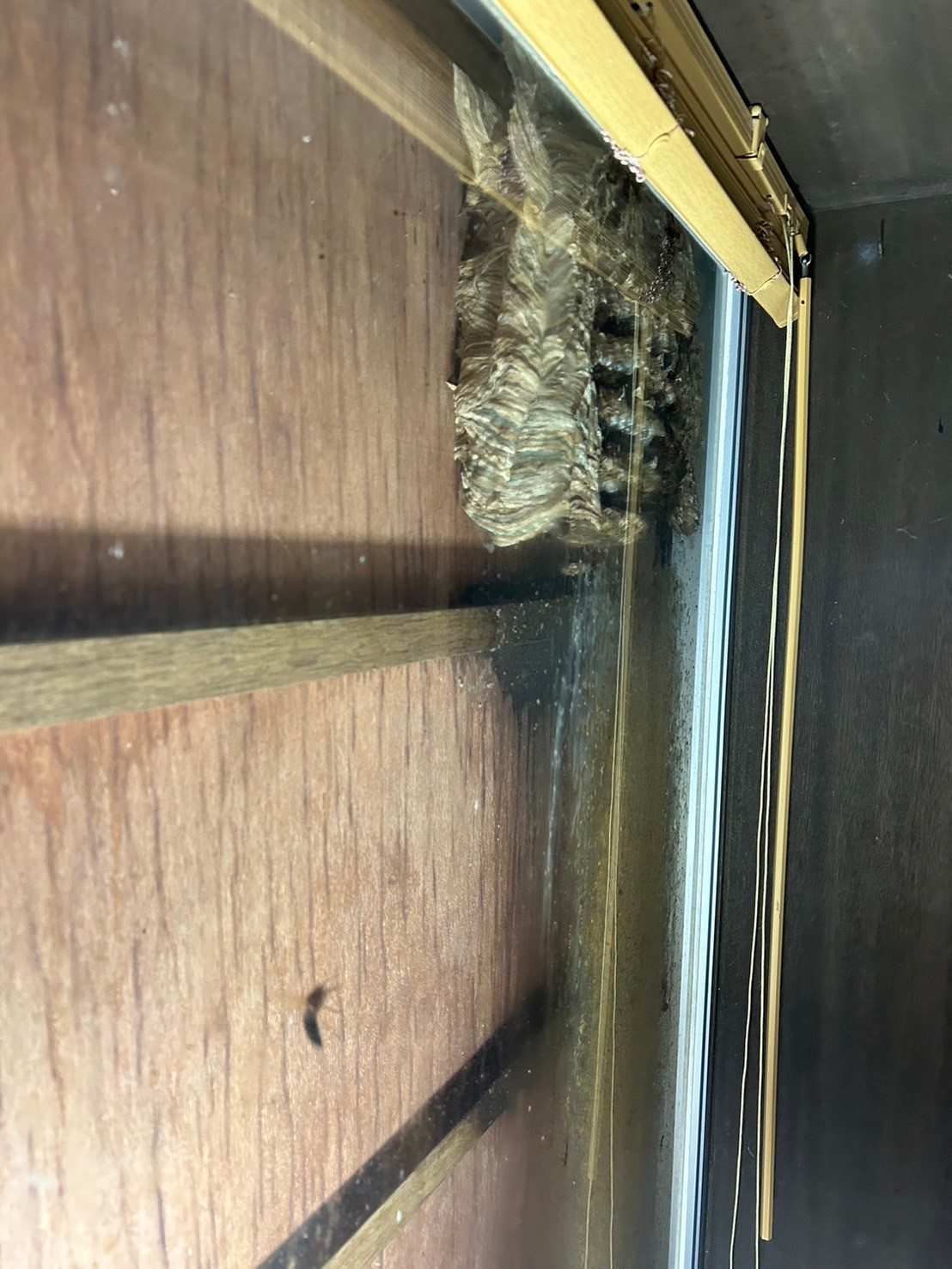 黒スズメバチの巣